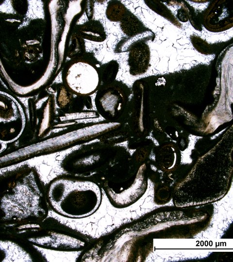 Image: Specimens under a microscope