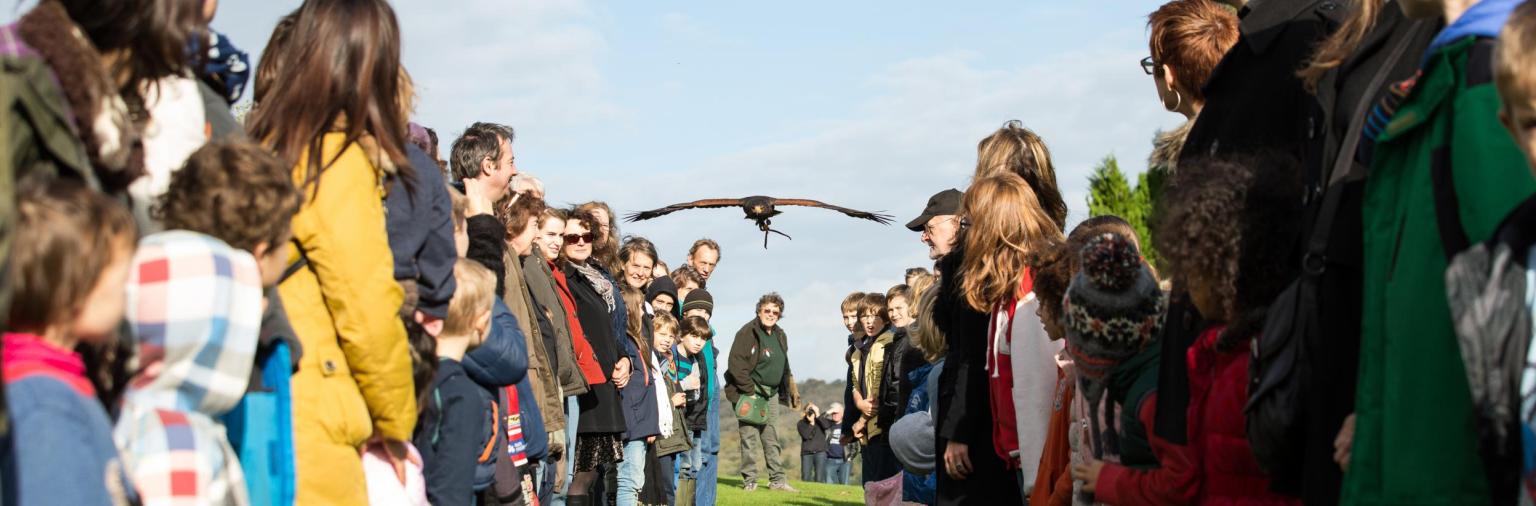 Crowd watching a Falconry Display